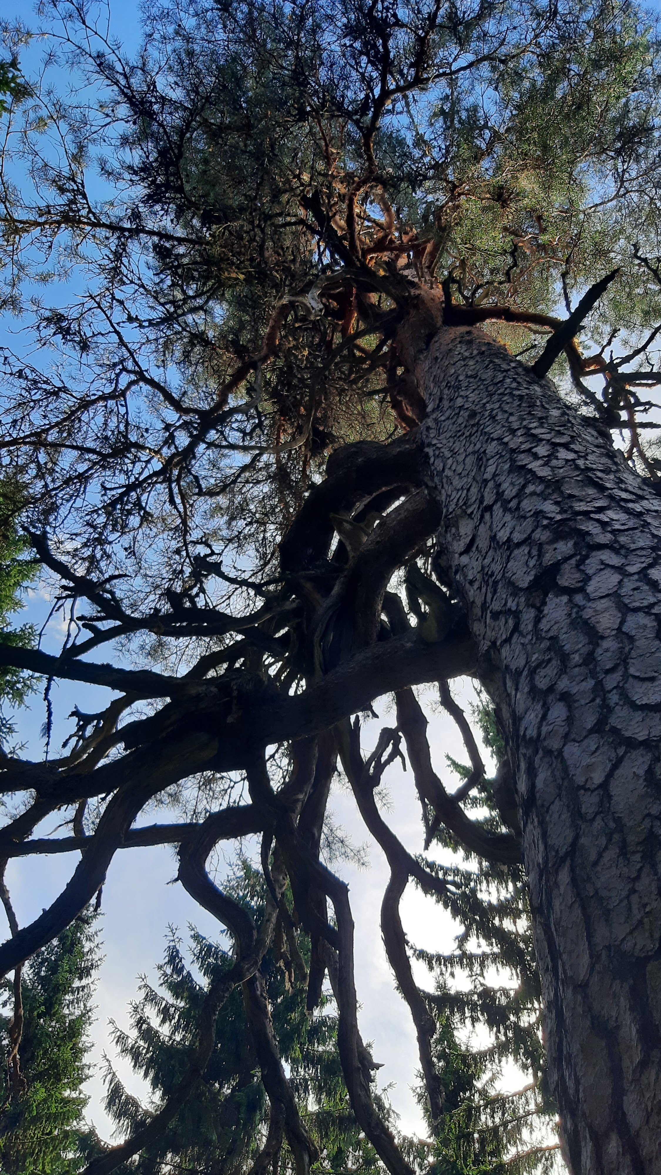 Koivumäki Pine (nearly 400-year-old pine)